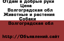 Отдам в добрые руки  › Цена ­ 0 - Волгоградская обл. Животные и растения » Собаки   . Волгоградская обл.